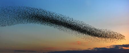 Starling%20Murmuration%2003.jpg.opt452x186o0,0s452x186.jpg